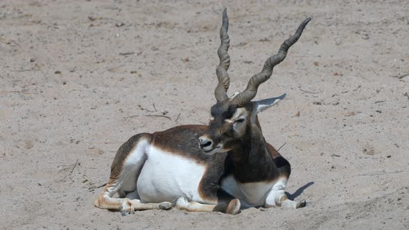 Majestic Indian Antelope or Antilope Cervicapra chewing and lying in sand during sunny day