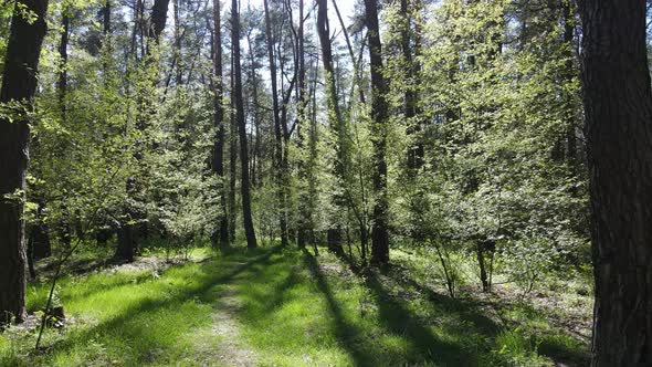 Green Forest During the Day Aerial View