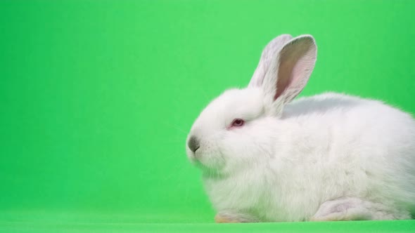 Little Easter White Rabbit on a Green Background in the Studio He Sniffs and Looks Around