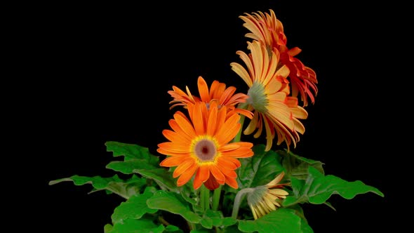 Time Lapse of Growing and Opening Orange Gerbera Flower