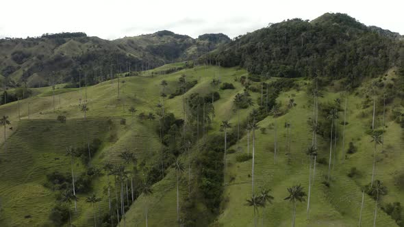 Aerial flying sideways in Cocora Valley during midday, Colombia.