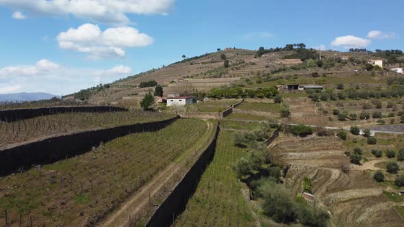 aerial footage flying over a winery with the vast fields of grapevines in the portuguese region arou