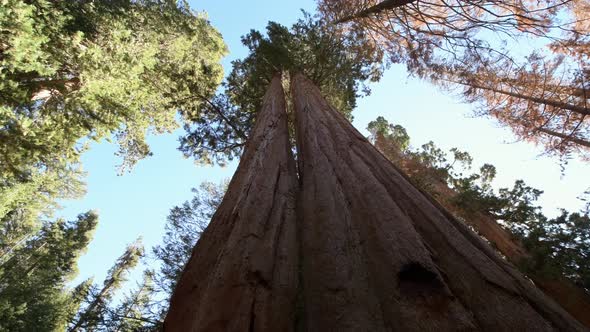  Giant Sequoias Place in Sequoia