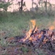 Fire Burning in the Woods at Sunset. Camp in a Forest Clearing - VideoHive Item for Sale