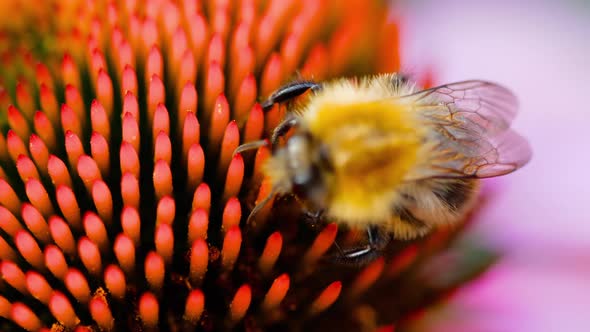 Bumblebee on a Echinacea Flower