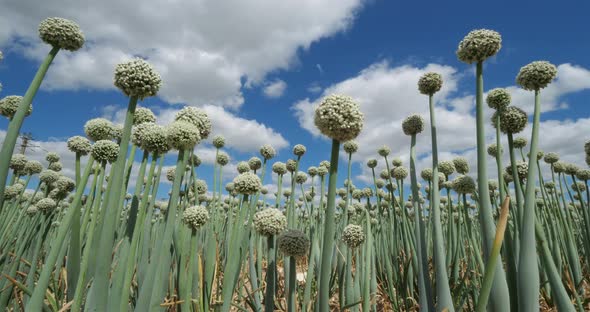 Onion field, Loiret department, France