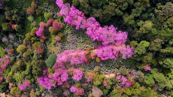 Sakura Cherry Blossom in Chiang Mai Khun Chan Khian Thailand at Doi Suthep Aerial View of Pink