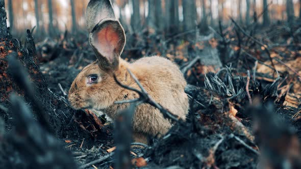 A Rabbit is Sniffing Burntout Plants in the Forest
