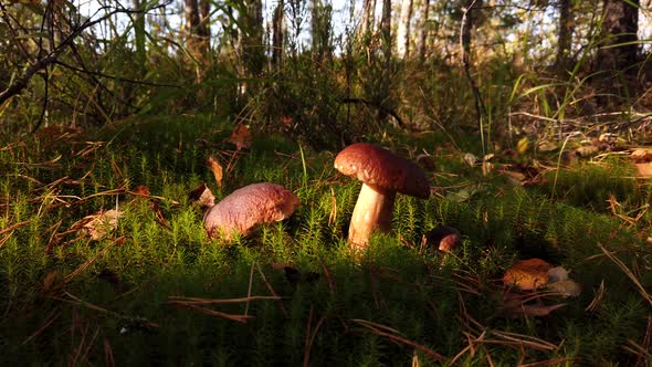 Boletus Edulis Mushroom Picked When Picking Mushrooms