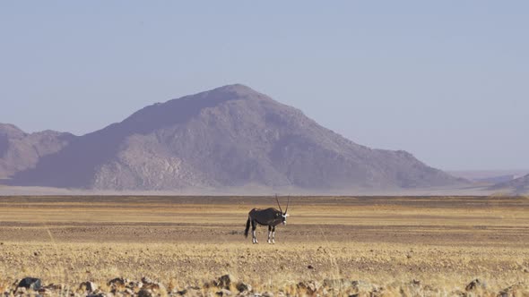 Long Shot Of Gemsbok In The Dry Desert Of Sossusvlei With Mountain In The Background, Namibia.