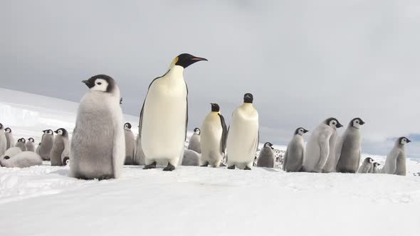 Emperor Penguins with Chiks Close Up in Antarctica