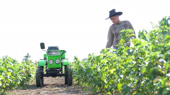 A Farmer Gardener Inspects the Black Currant Bushes Growing in His Garden Gardening