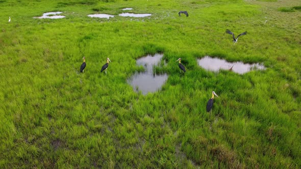 Lesser adjutant (Leptoptilos javanicus) large wading stork bird fly away