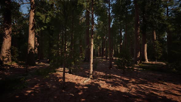 Giant Sequoias Trees or Sierran Redwood Growing in the Forest