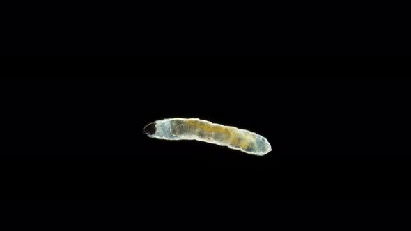 Larva of Soil Gnats Fungus Gnats  Sciaridae Family