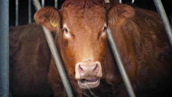 Cow Eating Straw