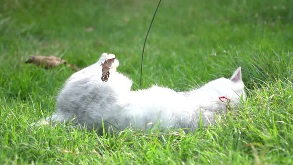 Silver Cute Cat Playing On Green Grass Slow Motion 