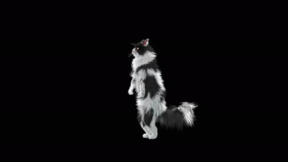 Cat Dancing 4K