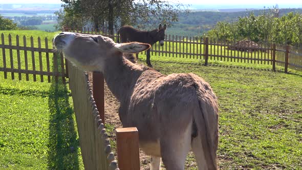 A donkey (Asinus) in a paddock scratching its head against a fence. 