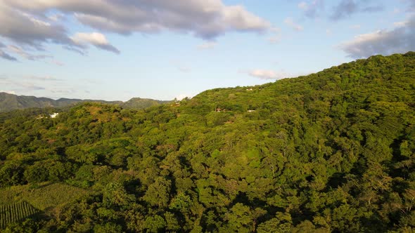 Endless tropical flora immersed in warm light of the low evening sun in central America's coastal re