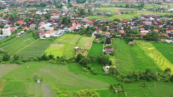 vibrant green rice field terraces in rural part of the island in Bali, aerial