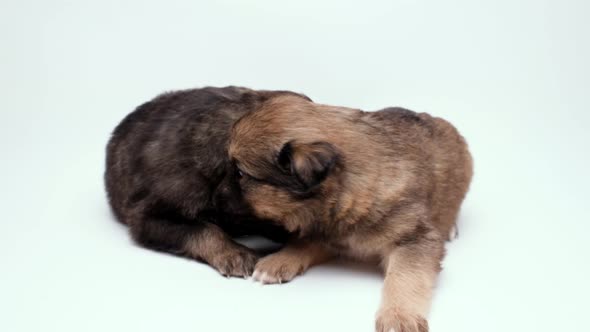 Two Shy Little Cute Puppies are Looking in Different Directions on White Background