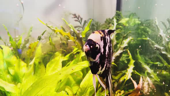 Underwater World in an Aquarium with Different Species of Fish Among Bright Green Algae Colorful