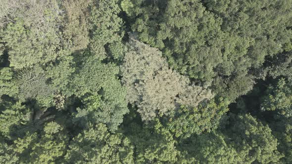 Aeial view closer look of tropical forest in Indonesia