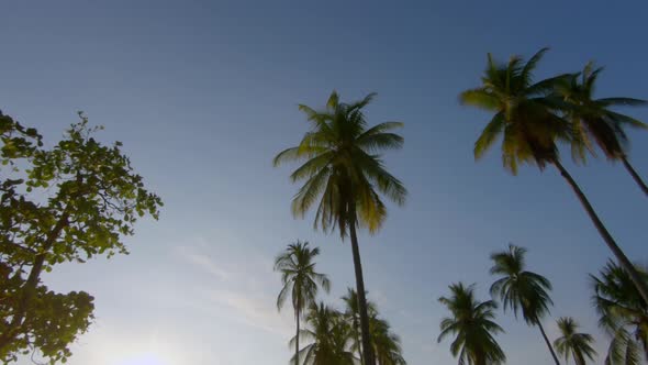 Palm trees against blue sky in Costa Rica