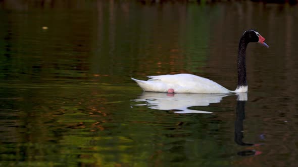 An adult black-necked swan swimming peacefully across a pond in its natural habitat