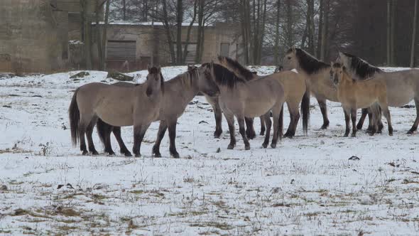 Group of wild horses (Konik Polski) looking standing in snow covered field in cloudy winter day, old