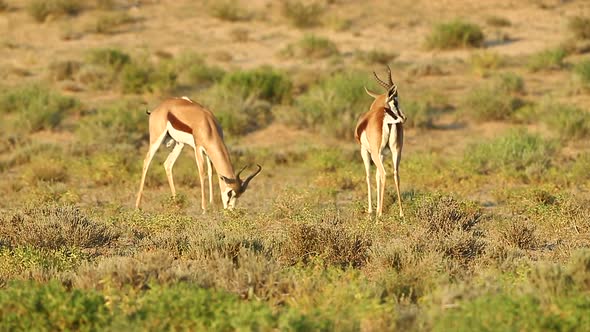 Two springbok spar with each other in the Greater Kalahari. This happens during the rut and in Summe