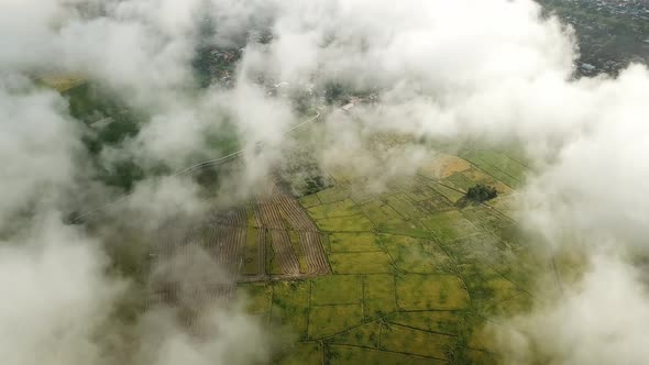 Aerial white cloud scenery move over paddy field in morning at Malaysia