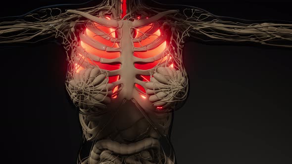 Human Lungs Radiology Exam