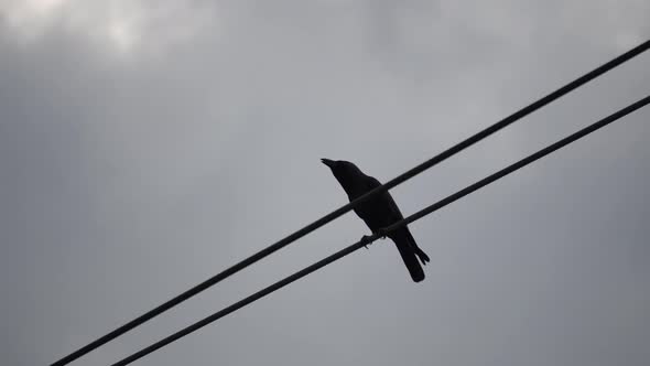 Black crow bird at electric wire.