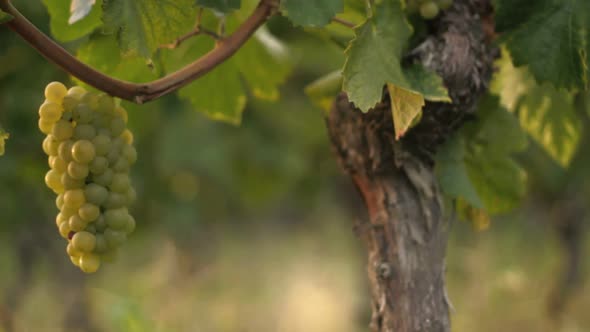 Vineyard close up tracking shot outdoor