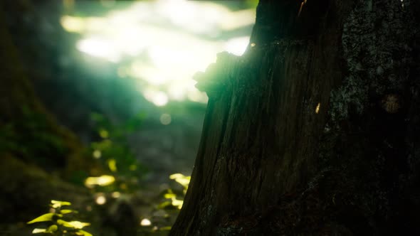 Sunlight Rays Pour Through Leaves in a Rainforest