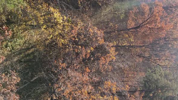 Vertical Video of Forest Landscape in Autumn Slow Motion