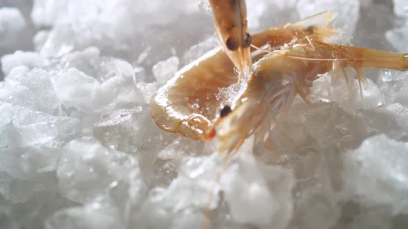 Fresh raw shrimps falling on a pile of crushed ice. Slow Motion. alt