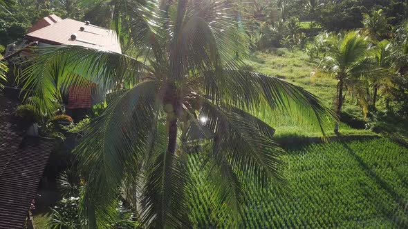 Palm and Rice Field