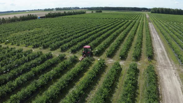 Tractor Rides Along Green Raws of Blueberry Field on Blueberry Plantation. Removal of Weeds By