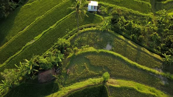 Beautiful aerial footage of the rice fields via drone