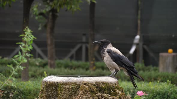 Two hooded crows on the drinking fountain
