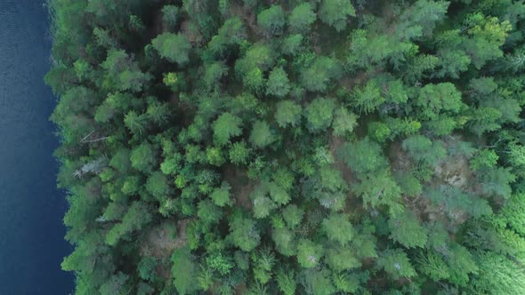 Birds eye aerial view of a green Swedish forest and a dark blue river.