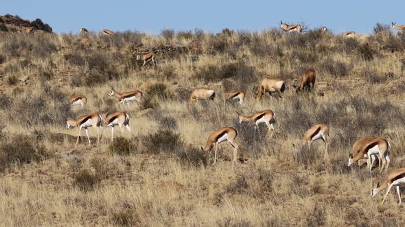 African Antelopes Feeding In Dry Grassland - South Africa