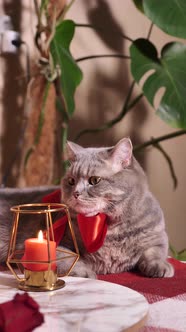 Cat celebrates Valentine's Day in bed with roses