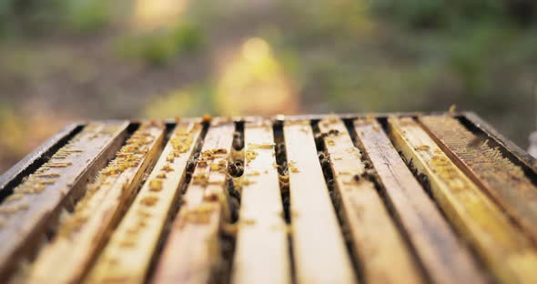 A Beekeeper Spends Time in the Middle of the Forest By the Beehives Holding a Bee Vacuum Cleaner