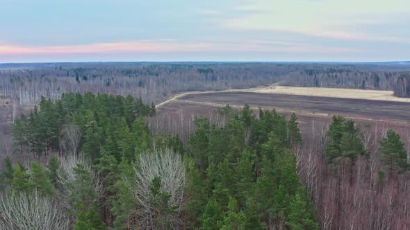 Aerial View of Forest