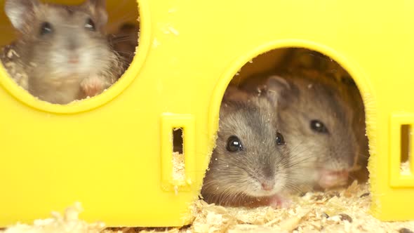 Small gray jungar hamster rats in yellow home cage.