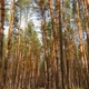 Picturesque Pine Forest - VideoHive Item for Sale